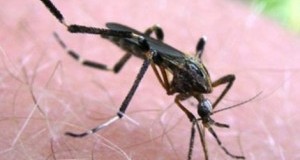 Дали ќе ве касне комарец – некого да, некого не – еве како ги бираат своите жртви