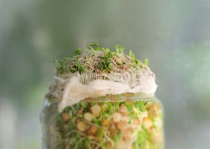 lentil-sprouts-full