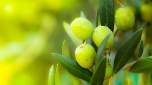 olive(1)