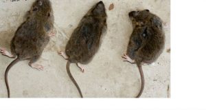 Глувчешка грозница растура низ регионот, во Пожега е забележан првиот смртен случај.