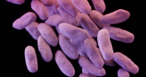 Бактерии отпорни на антибиотици убиваат годишно 23.000 луѓе – и се шират