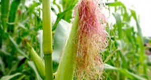 Лековитоста на пченкарната свила – стар „бабин“ лек