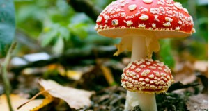 Еве кои печурки се најкорисни и лековити