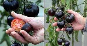 Произведуваат црни домати кои помагаат во борбата со ракот