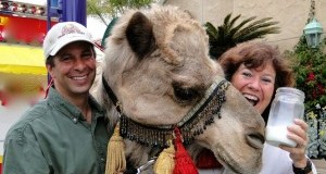 Млекото од камила – лечело и рак, хепатит Ц и е поздраво од било кое друго