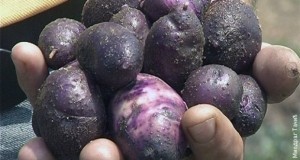 Тајната на кинезите протече: Најбогатиот со селен во свет – вселенски компир, насаден и во Србија