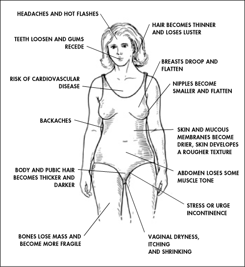 struktur-tubuh-menopause