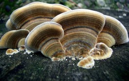 Чудо од печурка се бори со рак – во тек се истражувања