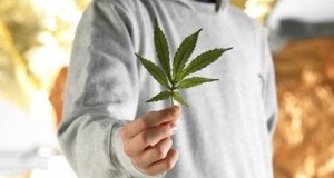 Истражување: Повремена употреба на марихуана не штети на здравјето