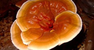Откриена тајната на Реиши печурките за борба против ракот