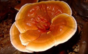 health-benefits-of-reishi-mushrooms-934934
