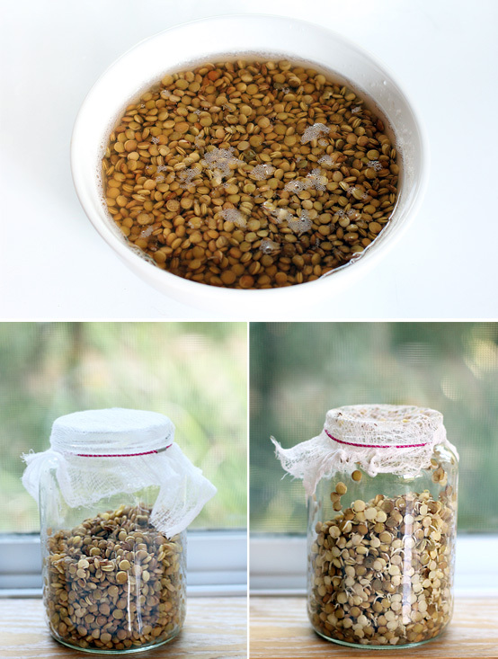 lentil-sprouts-process-1