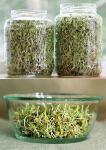 lentil-sprouts-process-3