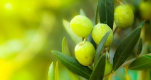 Чај од лист од маслинка – има повеќе антиоксиданси од зелениот чај