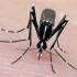Како да го запрете чешањето ако ве касне комарец