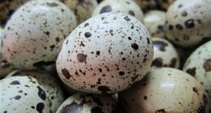 Јајцата од јапонска препелица за едно чудо заболувања – еве за која болест колку јајца треба