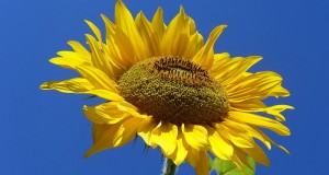 Сончогледовото семе – полно здравје