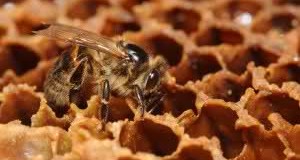 Откриен мед кој ги убива сите бактерии