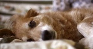 Кучињата можат да намирисаат рак – Вистинска приказна