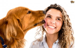 dogs-and-licking-how-to-stop-your-dog-from-licking-you-5280f3ba87f60