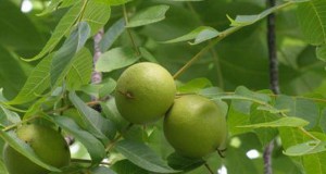 Лековитото дејство на листовите од орев