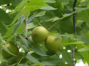 list-wild-walnut-leaves-orev-02