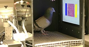ВИДЕО: Неверојатно – гулаб открива дали имате рак