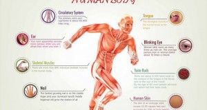 Факти за човечкото тело – овој текст ниеден маж нема да го прочита до крај